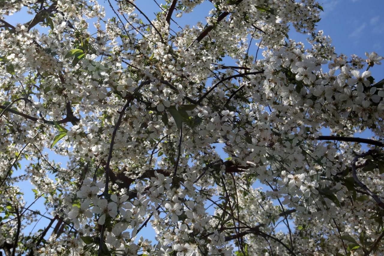 Varga Vendeghaz Sumegpraga Exteriör bild